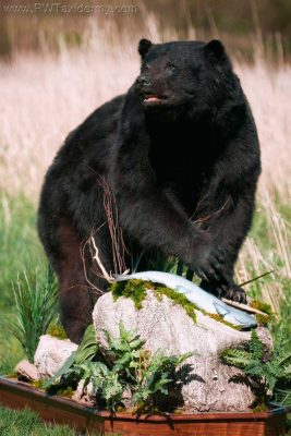 black-bear-life-size-mount-walking-on-rocks-ray-wiens