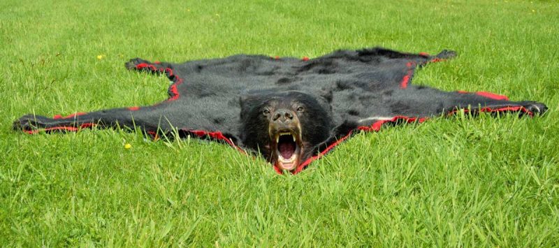 black-bear-tanning-hide-rug-ray-wiens