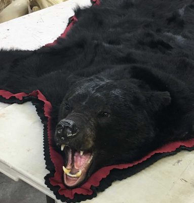 black-bear-tanning-hide-rug-ray-wiens