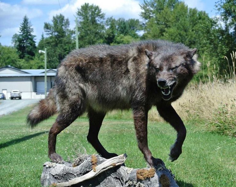 blacklifesizewolftaxidermymountsnarlraywiens Ray Wiens