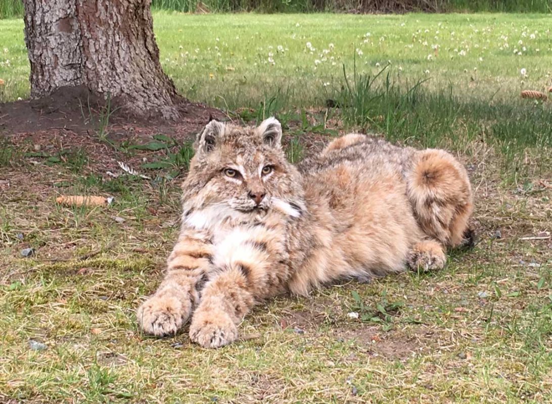 bobcat-life-size-taxidermy-mount-laying-in-grass-ray-wiens