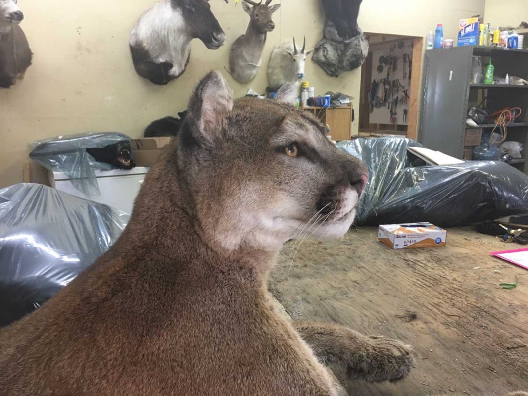close-up-cougar-face-life-size-taxidermy-mount-ray-wiens