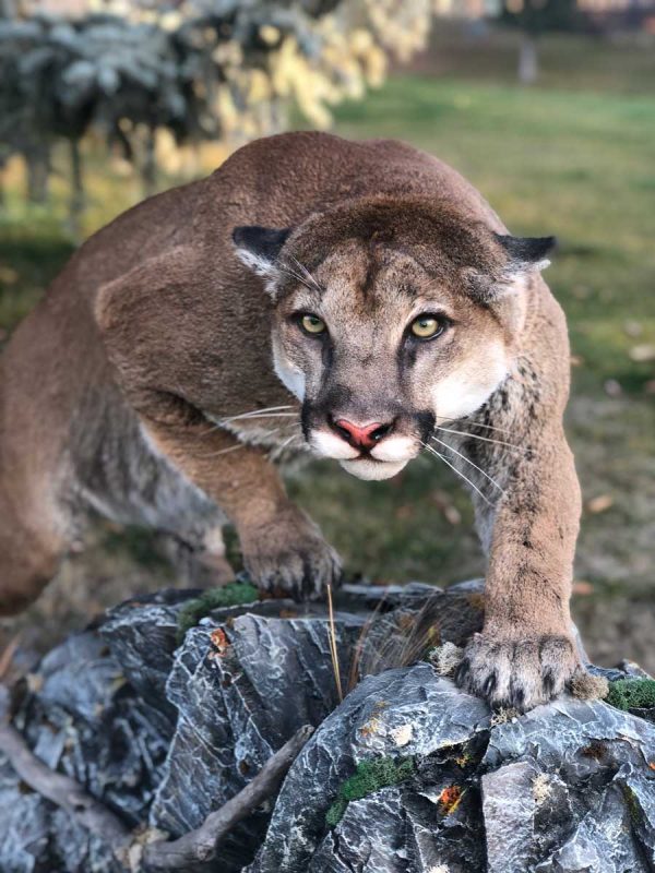 cougar-crouching-stalking-life-size-mount-taxidermy-ray-wiens