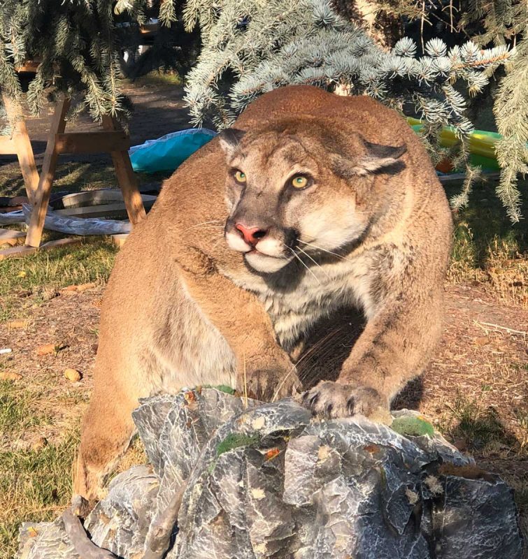 cougar-crouching-stalking-life-size-mount-taxidermy-ray-wiens-close-up