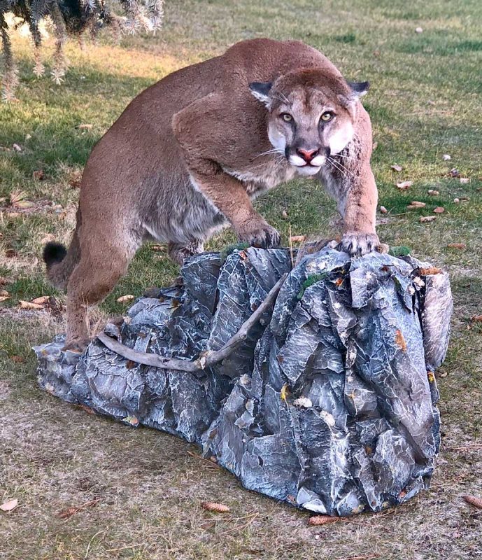 cougar-crouching-stalking-life-size-mount-taxidermy-ray-wiens
