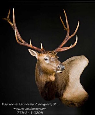 shoulder-elk-mount-taxidermy-ray-wiens