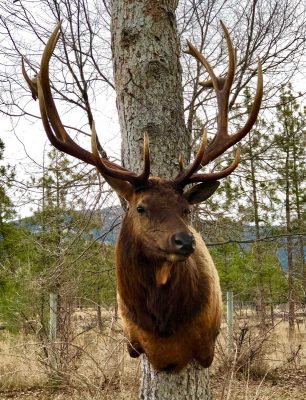 shoulder-elk-mount-taxidermy-ray-wiens