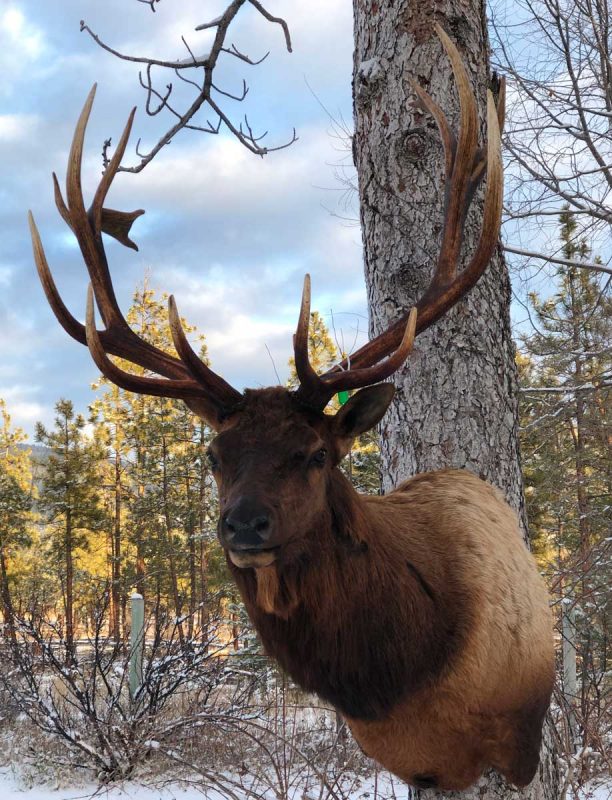 Ray Wiens Taxidermy & Tannery