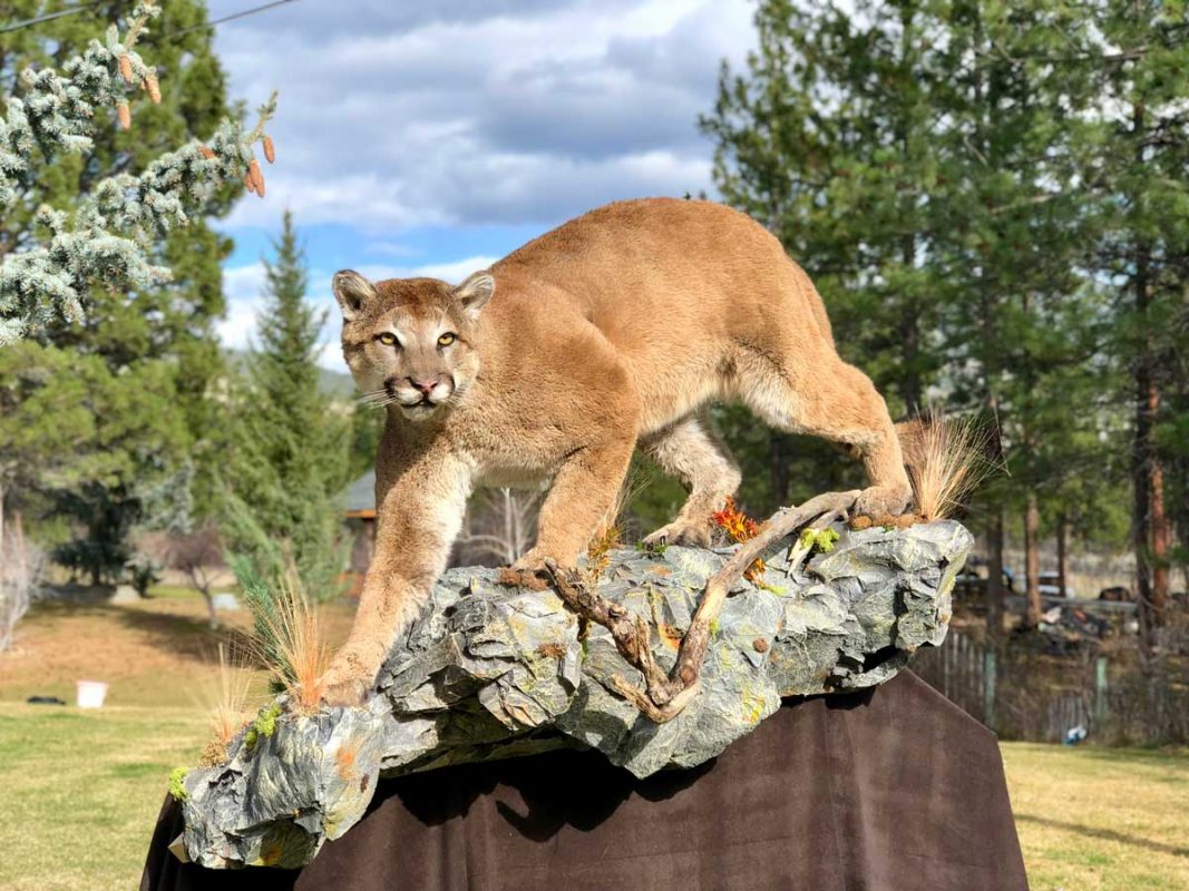 life-size-cougar-mount-standing-on-rock-ray-wiens