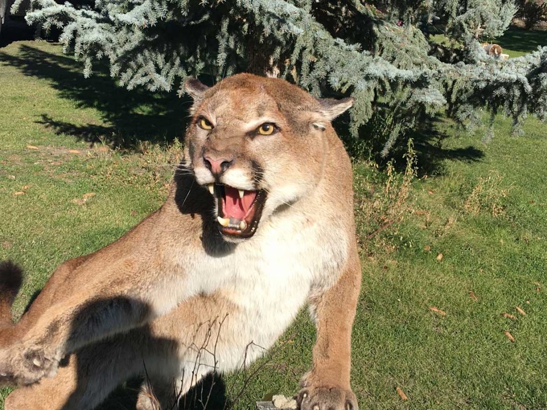 life-size-cougar-taxidermy-mount-fight-hissing-ray-wiens