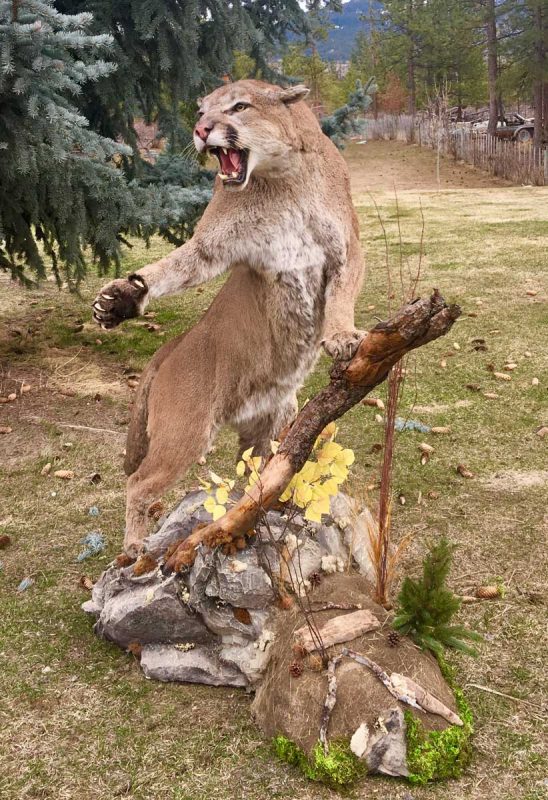 life-size-cougar-taxidermy-mount-fight-hissing-ray-wiens