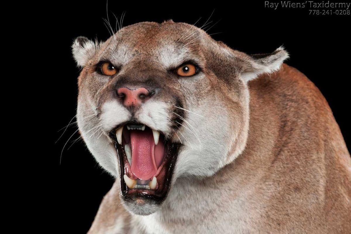 life-size-cougar-taxidermy-mount-fight-tree-branch-pose-ray-wiens