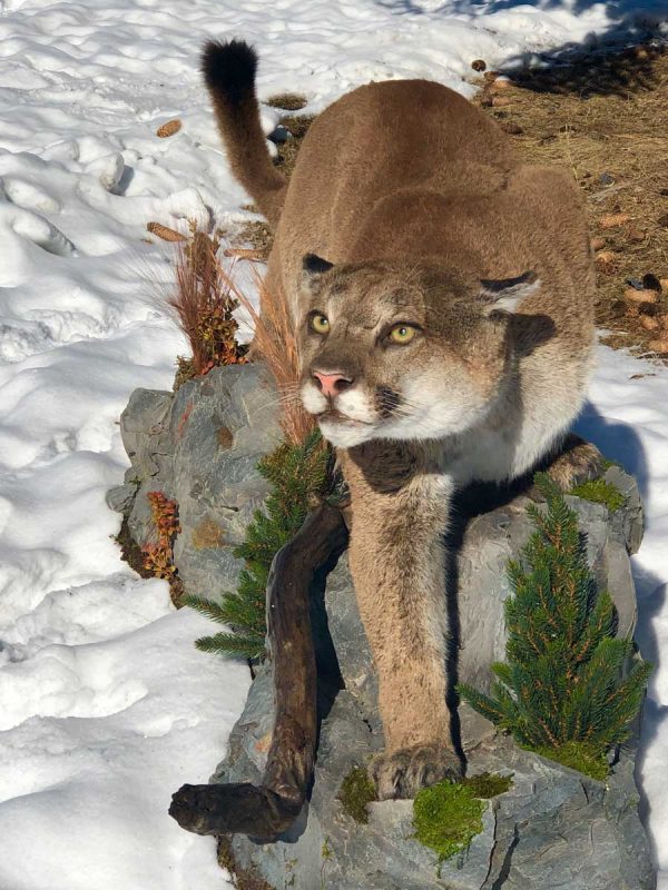 life-size-cougar-taxidermy-mount-stalk-ray-wiens