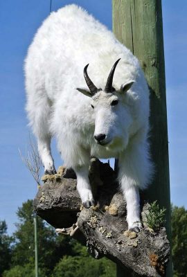 ife-size-goat-mount-walking-downhill-on-rocks-ray-wiens