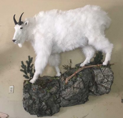 life-size-goat-mount-walking-on-rocks-ray-wiens