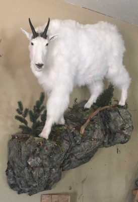 life-size-goat-mount-walking-on-rocks-ray-wiens