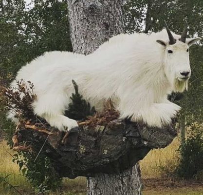 ife-size-goat-mounted-on-rocks-ray-wiens