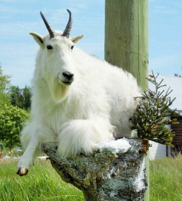 ife-size-goat-mounted-on-rocks-ray-wiens
