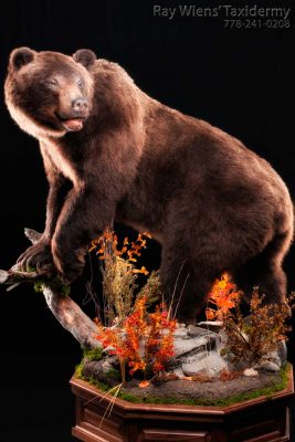 life-size-grizzly-mount-ray-wiens-taxidermy