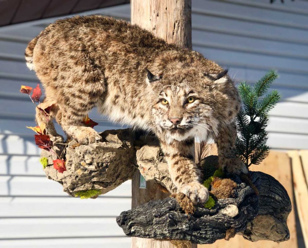 Ray Wiens Taxidermy & Tannery