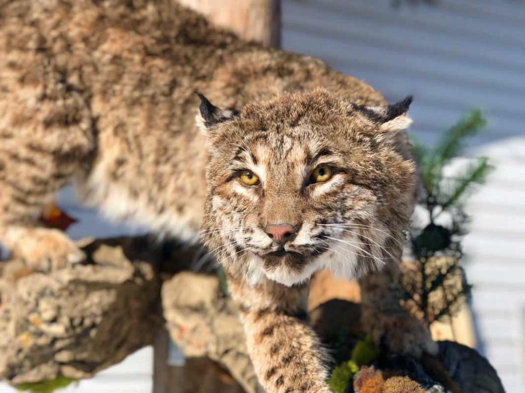 Ray Wiens Taxidermy & Tannery