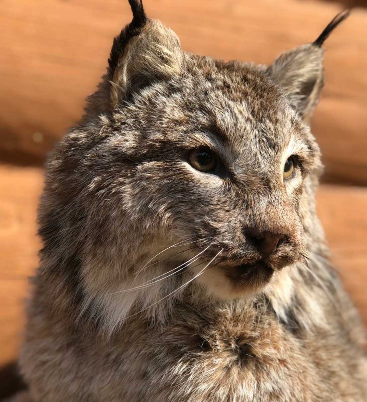 life-size-lynx-taxidermy-mount-close-up-face-ray-wiens