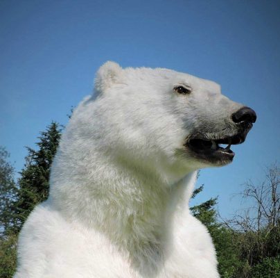 ife-size-polar-bear-mount-standing-ray-wiens
