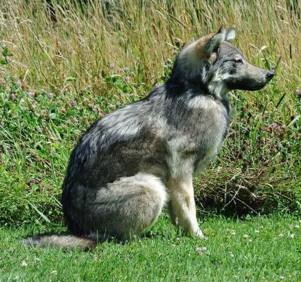 life-size-wolf-taxidermy-mount-sitting-position-ray-wiens