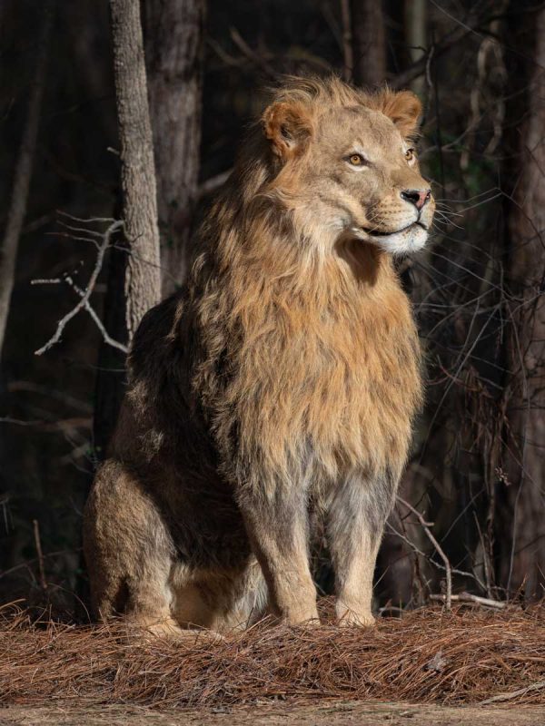 lion-sitting-life-size-taxidermy-mount-ray-wiens