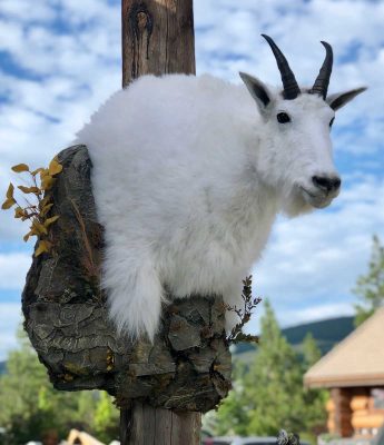 shoulder-goat-mount-ray-wiens-taxidermy
