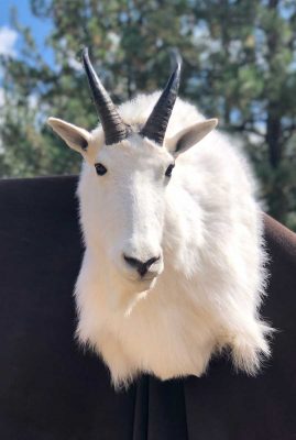 shoulder-goat-mount-ray-wiens-taxidermy