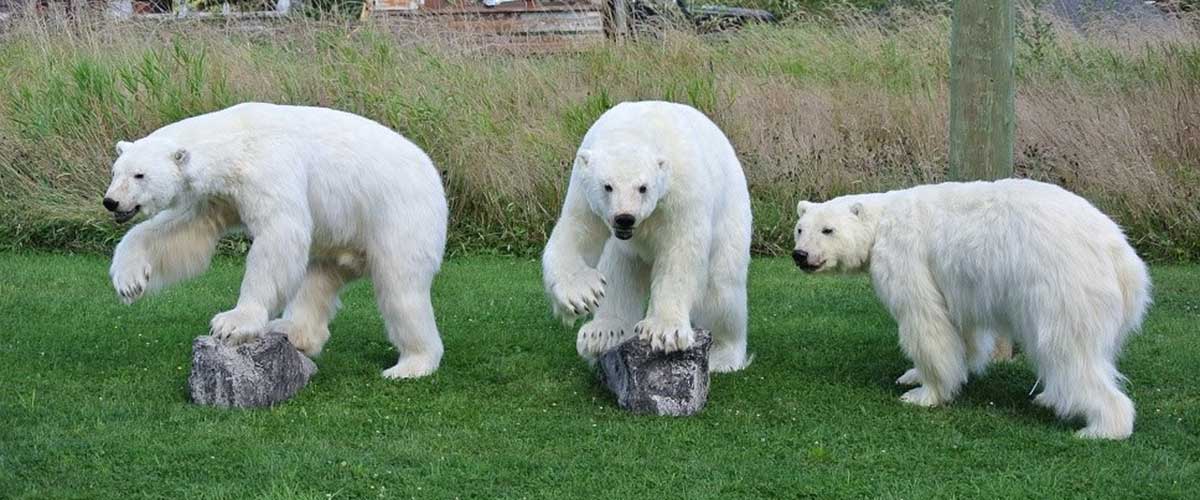 3 polar bears taxidermy ray wiens