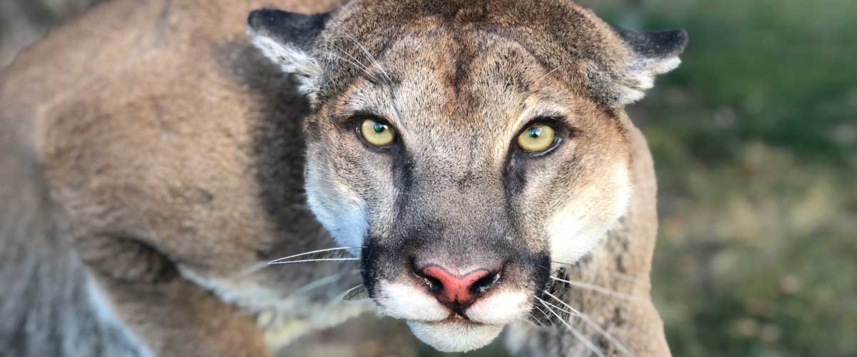 wild cat taxidermy ray wiens