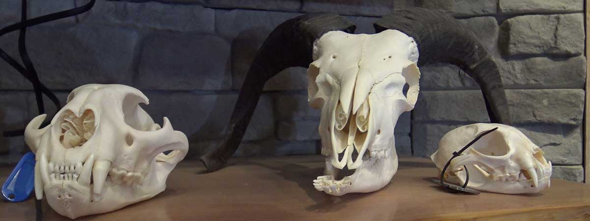 animal-skulls-compulsory-wildlife-inspection-merritt-bc