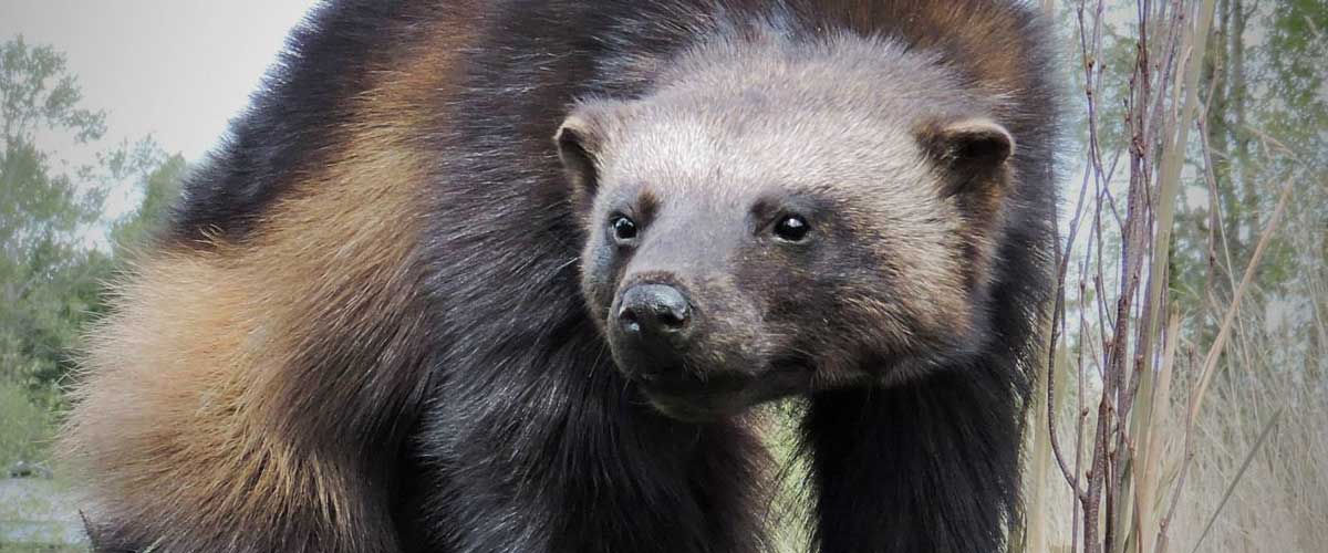 badger-life-size-taxidermy-mount-ray-wiens