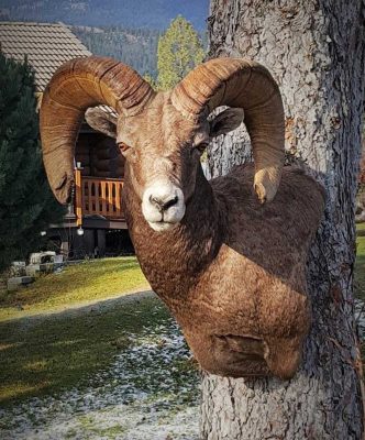 big-horn-sheep-head-mount-ray-wiens-taxidermy