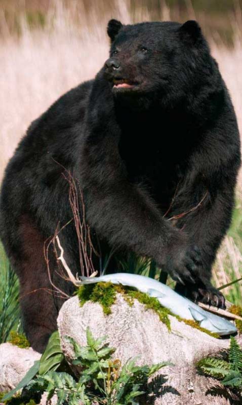 black-bear-life-size-taxidermy-mount-ray-wiens-british-columbia