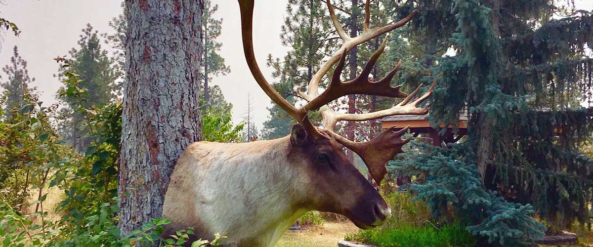 caribou-head-taxidermy-mount-ray-wiens-british-columbia