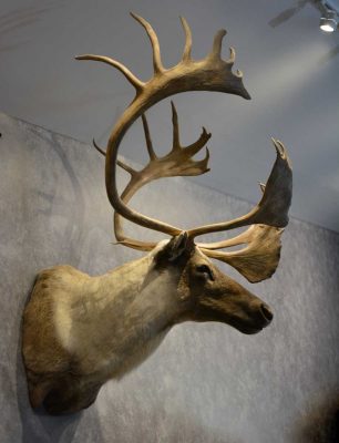 caribou-head-wall-mount-taxidermy-ray-wiens