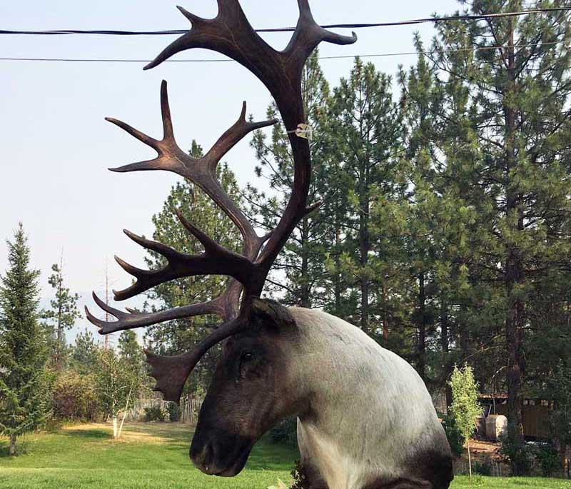 Ray Wiens Taxidermy & Tannery