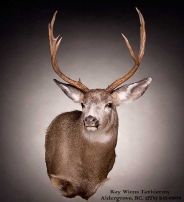 close-up-deer-taxidermy-mount-ray-wiens