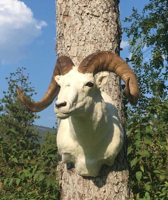 dall-sheep-head-mount-ray-wiens-taxidermy