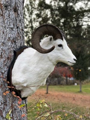 dall-sheep-shoulder-mount-ray-wiens-taxidermy