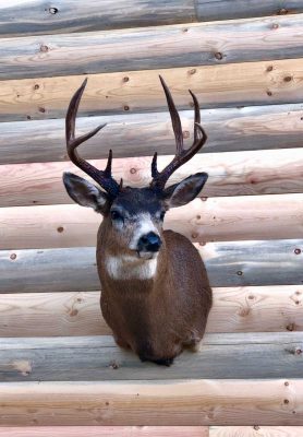 deer-head-mount-ray-wiens-taxidermy-british-columbia