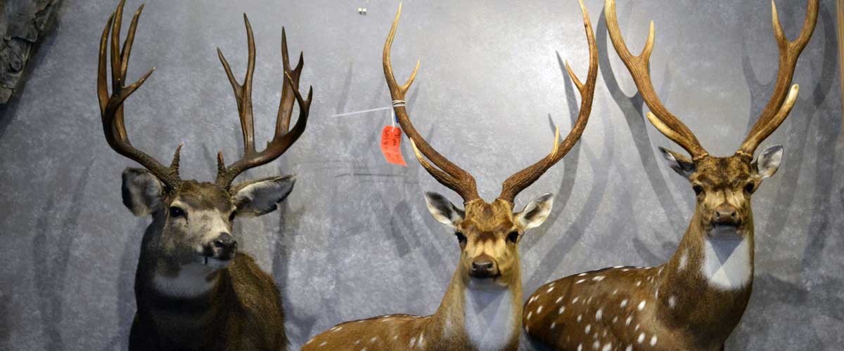 deer-pronghorn-taxidermy-ray-wiens-british-columbia