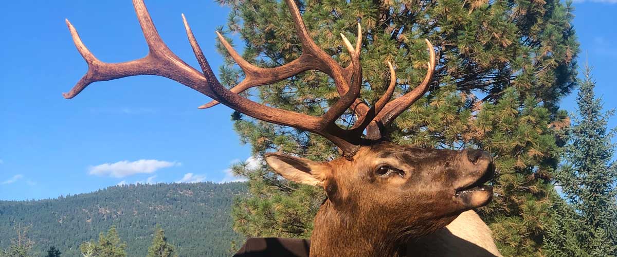 elk-mount-taxidermy-ray-wiens