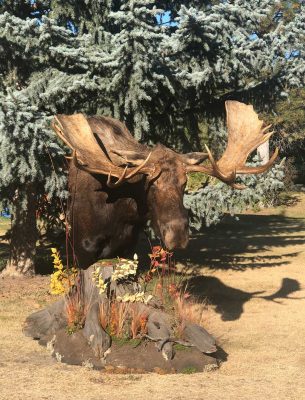 free-standing-moose-head-taxidermy-mount-ray-wiens