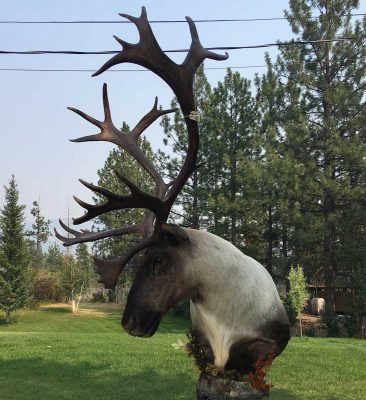 free-standing-caribou-head-taxidermy-mount-ray-wiens