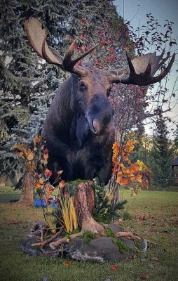 free-standing-moose-head-taxidermy-mount-ray-wiens