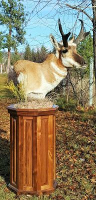 free-standing-pronghorn-taxidermy-mount-ray-wiens